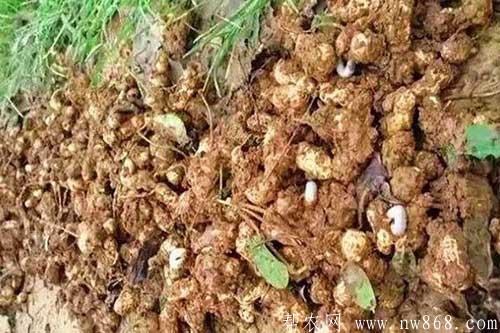 花生發(fā)生蠐螬蟲害的原因和防治措施