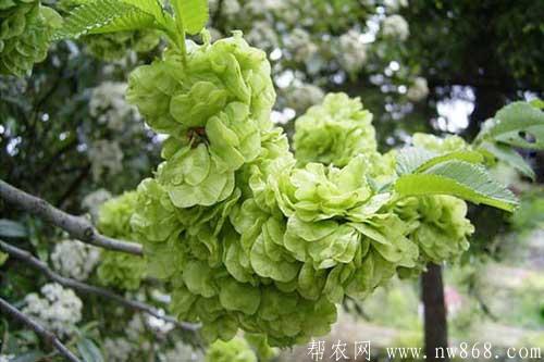 榆錢的功效和作用|榆錢的食用方法 榆錢的功效和作用|榆錢的食用方法