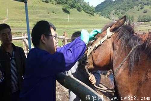 馬焦蟲病的診治報(bào)告及馬焦蟲病的癥狀和治療方法