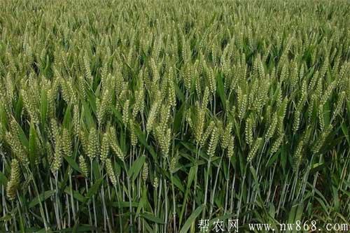 影響小麥高產的因素有哪些