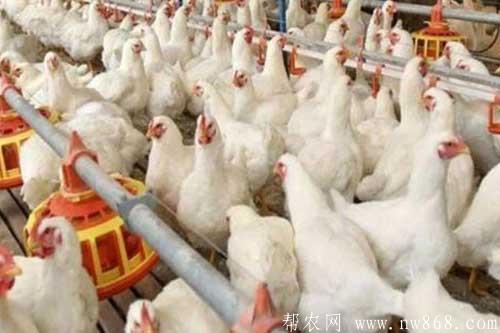 白羽肉雞對生長環境有哪些要求