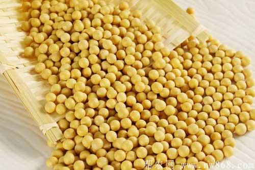 黃豆適合在什么時間種植