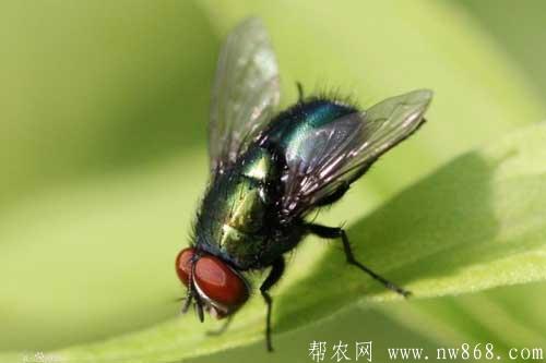 蒼蠅對人類有哪些危害和好處