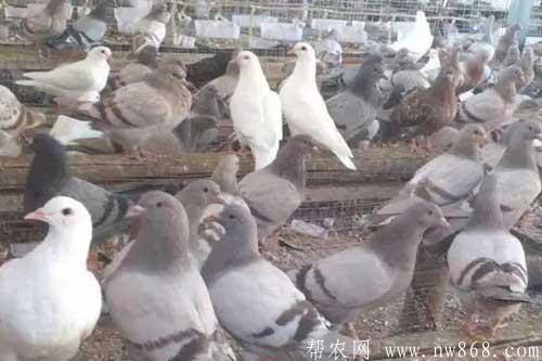 肉鴿在不同生長階段的飼養及管理方法