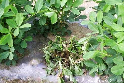 花生種植過程中常見病蟲害發(fā)生與防治