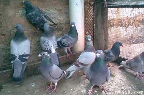 出產鴿養殖管理、保種以及年齡鑒別的方法