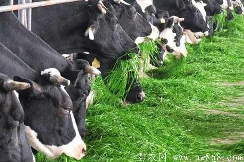春季養牛飼喂青飼料需要注意哪些問題 春季養牛飼喂青飼料需要注意哪些問題