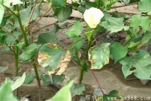 棉花種植過程中的常見病蟲害及防治措施