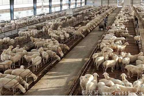 養(yǎng)羊必讀——養(yǎng)羊場(chǎng)廢棄物的處理方法