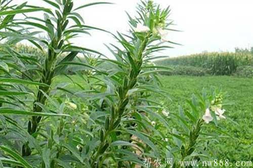 芝麻種植的生長過程中需要打頂嗎