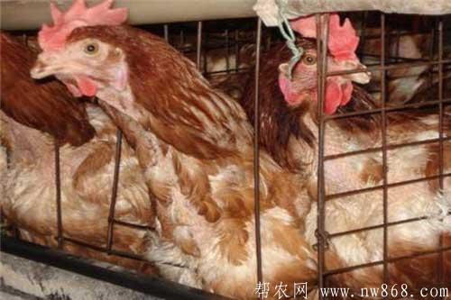 怎樣掌握蛋雞的淘汰時(shí)間