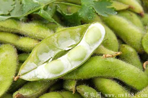 毛豆是什么？毛豆是黃豆嗎？