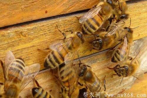 春季蜜蜂太少怎樣才能做到快速繁殖