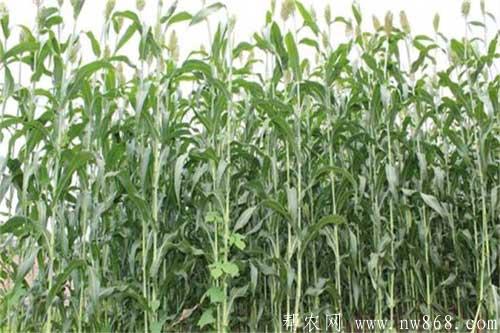 甜高粱種植技術(shù)及病蟲(chóng)害防治方法
