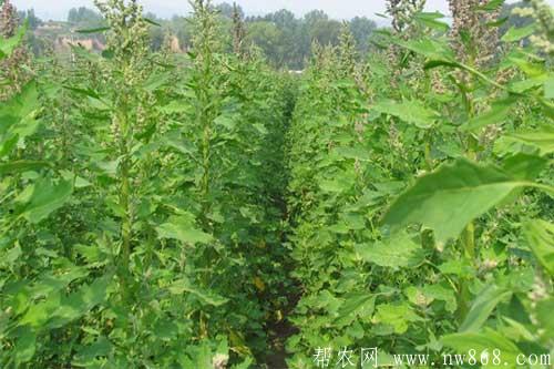 藜麥種植技術和藜麥種植的注意事項