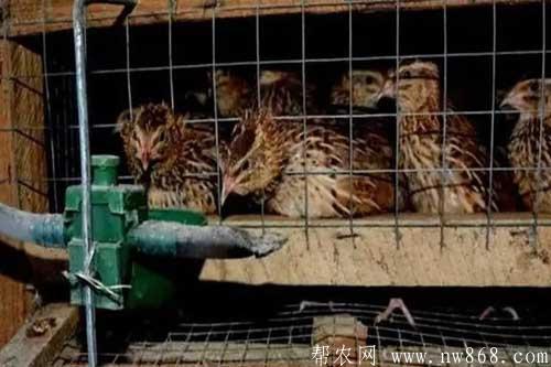 冬季飼養鵪鶉需要做好哪些管理工作