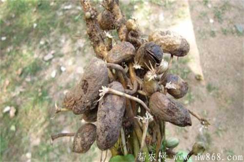 花生爛果是什么原因引起的？怎樣解決？