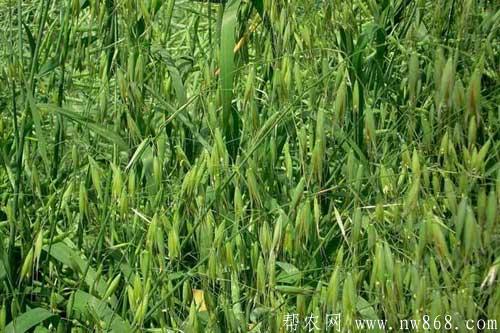 燕麥種植方法以及燕麥對生長環(huán)境的要求
