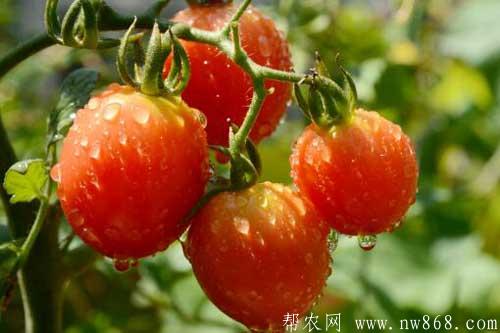 圣女果和千禧果的區(qū)別是什么？有沒有簡單的區(qū)分方法？