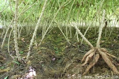 木薯種植過程中需要注意哪些問題
