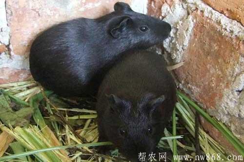 黑豚鼠養殖技術及黑豚鼠常見疾病防治方法