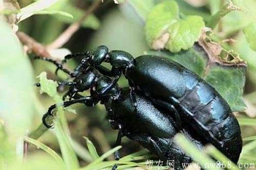斑蝥養(yǎng)殖方法及養(yǎng)殖注意事項(xiàng)