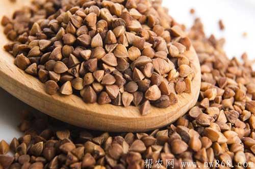 蕎麥種植田間管理技術及注意事項
