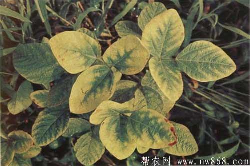 大豆缺少營養元素癥狀以及防治措施 大豆缺少營養元素癥狀以及防治措施