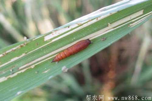 稻縱卷葉螟危害及防治方法