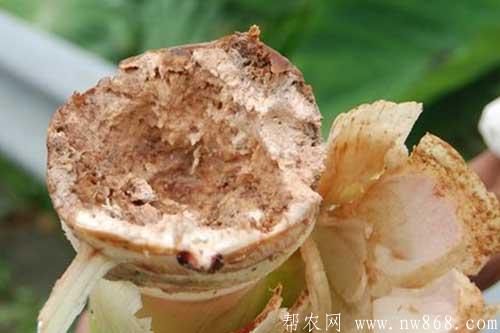芋頭生長(zhǎng)過(guò)程中常見(jiàn)病蟲(chóng)害的防治方法 芋頭生長(zhǎng)過(guò)程中常見(jiàn)病蟲(chóng)害的防治方法