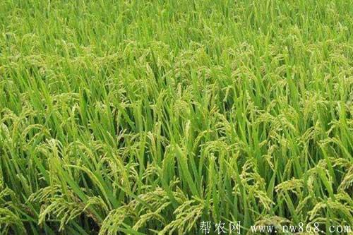 水稻抽穗困難是什么原因引起的,如何解決? 水稻抽穗困難是什么原因引起的,如何解決?
