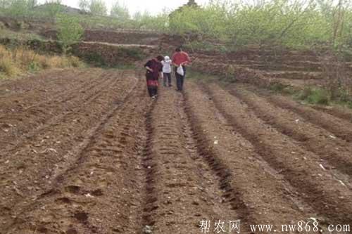 花生種植過程中出現爛種的原因及補救措施 花生種植過程中出現爛種的原因及補救措施
