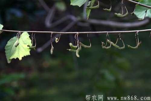 芝麻種植進入結(jié)蒴期需要注意什么 芝麻種植進入結(jié)蒴期需要注意什么
