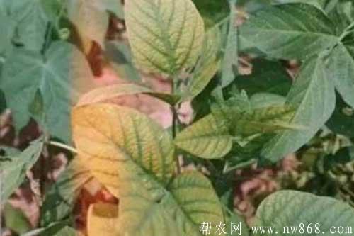 大豆缺少營養元素癥狀以及防治措施 大豆缺少營養元素癥狀以及防治措施