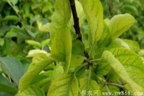 大豆缺少營養元素癥狀以及防治措施 大豆缺少營養元素癥狀以及防治措施