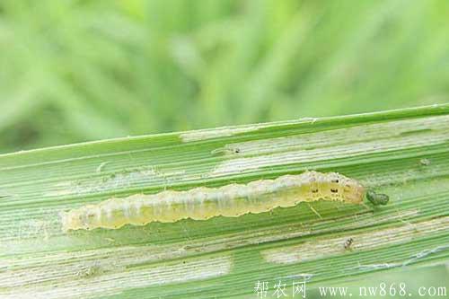 稻縱卷葉螟危害及防治方法