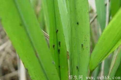水稻拔節長穗期的種植管理方法 水稻拔節長穗期的種植管理方法