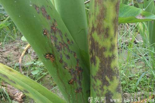 芋頭生長(zhǎng)過(guò)程中常見(jiàn)病蟲(chóng)害的防治方法 芋頭生長(zhǎng)過(guò)程中常見(jiàn)病蟲(chóng)害的防治方法