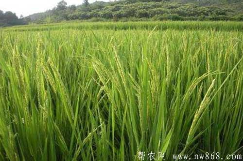 水稻抽穗困難是什么原因引起的,如何解決? 水稻抽穗困難是什么原因引起的,如何解決?