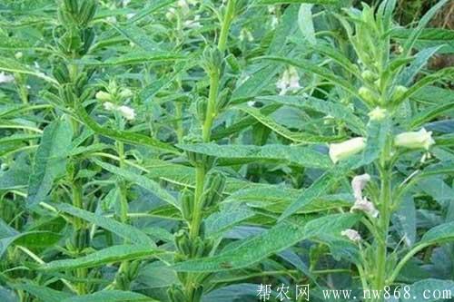 芝麻種植進入結(jié)蒴期需要注意什么 芝麻種植進入結(jié)蒴期需要注意什么