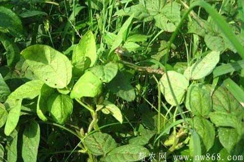 大豆缺少營養元素癥狀以及防治措施 大豆缺少營養元素癥狀以及防治措施