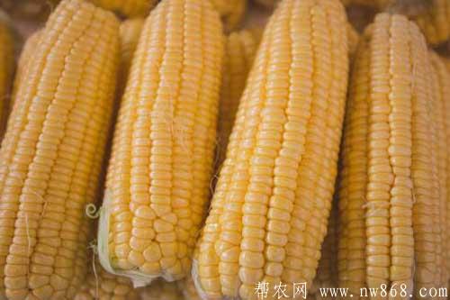 玉米煮多久會熟?怎樣煮玉米才好吃? 玉米煮多久會熟?怎樣煮玉米才好吃?