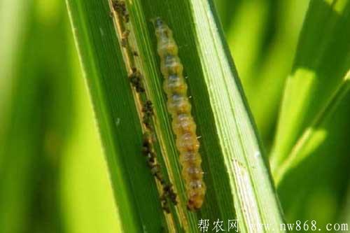 稻縱卷葉螟危害及防治方法