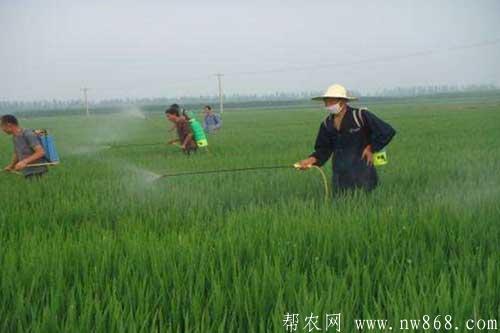 水稻拔節長穗期的種植管理方法 水稻拔節長穗期的種植管理方法