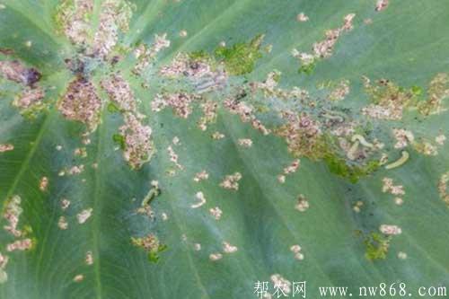 芋頭生長(zhǎng)過(guò)程中常見(jiàn)病蟲(chóng)害的防治方法 芋頭生長(zhǎng)過(guò)程中常見(jiàn)病蟲(chóng)害的防治方法