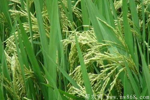 水稻抽穗困難是什么原因引起的,如何解決? 水稻抽穗困難是什么原因引起的,如何解決?