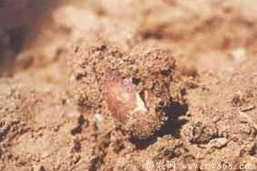 花生種植過程中出現爛種的原因及補救措施 花生種植過程中出現爛種的原因及補救措施