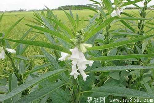 芝麻種植進入結(jié)蒴期需要注意什么 芝麻種植進入結(jié)蒴期需要注意什么