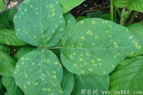 大豆生長過程中發生霜霉病怎樣防治 大豆生長過程中發生霜霉病怎樣防治