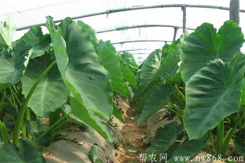 芋頭高產種植的田間管理技術